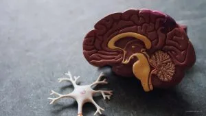 Manque de Sommeil : Effets sur la Santé, le Cerveau et le Corps